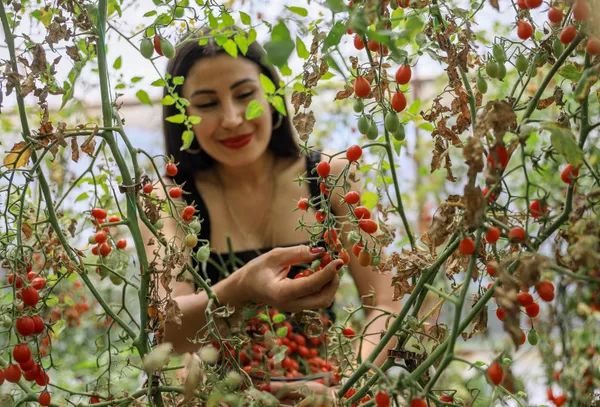 kabin-memuru-cemre-ates-bir-tohumla-basladigi-mini-seker-domatesi-uretimini-4-donume-cikardi-1623137185476.jpg Kabin memuru Cemre Ateş bir tohumla başladığı mini şeker domatesi üretimini 4 dönüme çıkardı-10