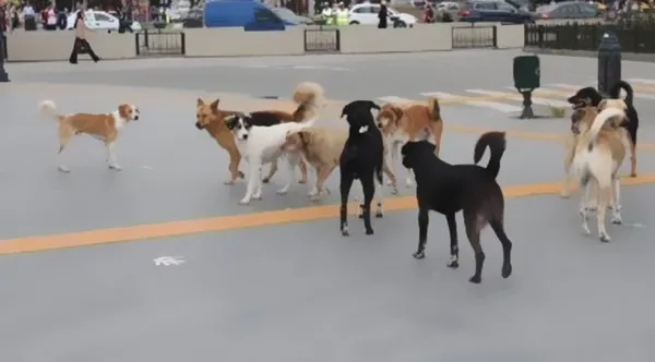 Hayvanperestlere kim dur diyecek: Başıboş köpekler 10'u çocuk 27 canımızı aldı-16