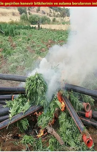 Son dakika: Diyarbakır'da narkoterör operasyonunda 710 bin kök Hint keneviri ele geçirildi