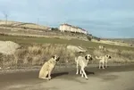Bir başıboş köpek saldırısı daha! Ankara Altındağ'da parkta yürüyen adam köpeklerin saldırısına uğradı