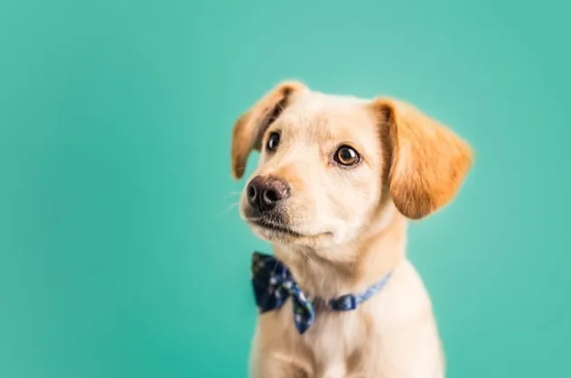 Rüyada köpek sevmek ne demektir?