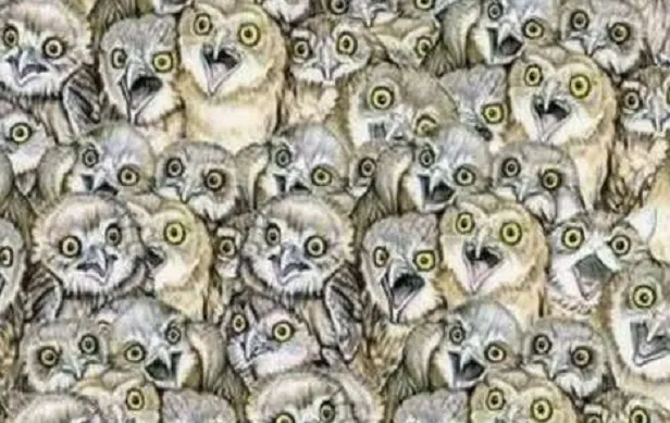 zeka-seviyesini-sipsak-cozen-test-baykuslarin-arasindaki-kediyi-bulana-dahi-diyorlar-1713879655118.jpg Zeka seviyesini şipşak çözen test! Baykuşların arasındaki kediyi bulana dahi diyorlar-4