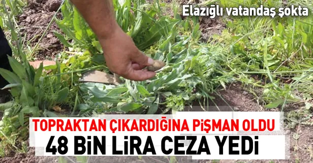 6 kilo salep soğanına 48 bin 625 lira ceza!