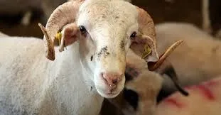 Bayram tatili 9 gün oldu mu? Kurban Bayramı tatili kaç gün olacak?-2