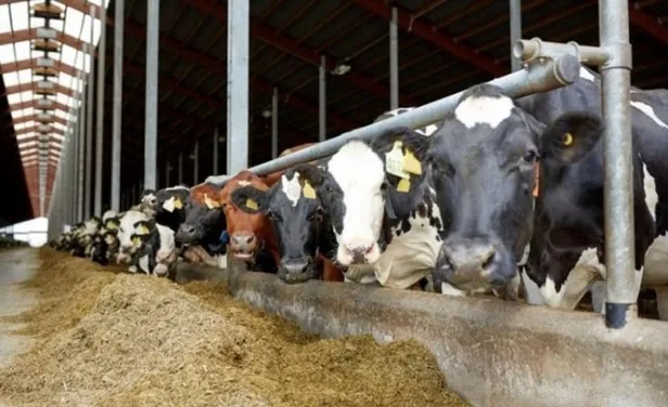 gubre-ve-yem-fiyatlari-dustu-mu-gubre-fiyatlarinda-indirim-yapildi-mi-yem-fiyatlari-guncel-fiyatlari-kac-tl-kompoze-ure-1640248390540.jpg Yem fiyatları güncel fiyatları kaç TL? Kompoze, üre... Gübre ve yem fiyatları düştü mü? Gübre fiyatlarında indirim yapıldı mı?-3