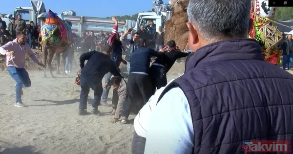 Son anda kurtuldular! Manisa'da deve güreşlerinde ezilme tehlikesi - 2