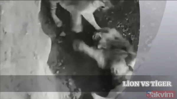 Ava giderken avlandı! Bir anda bufaloların arasında kalan aslanın zor anları (Aslan - Bufalo kavgası) - 48