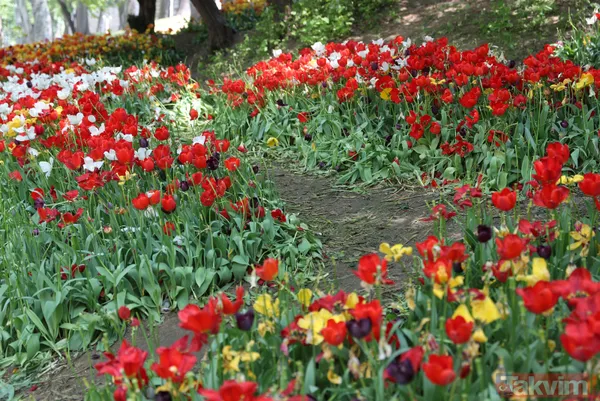 İstanbul Gülhane Parkı 10 katı ziyaretçi ağırladı! Laleler talan edildi - 3