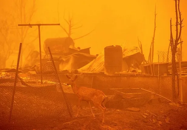 abdnin-california-eyaletindeki-orman-yangini-sondurulemiyor-8-kisi-kayboldu-1628369178563.jpeg ABD'nin California eyaletindeki orman yangını söndürülemiyor: 8 kişi kayboldu-4