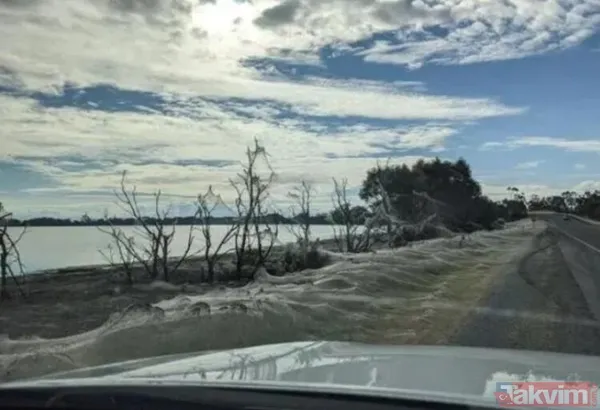 Koronavirüs fare istilasından sonra şimdi de örümcek istilası! Avustralya'da her yeri örümcek ağları kapladı - 6