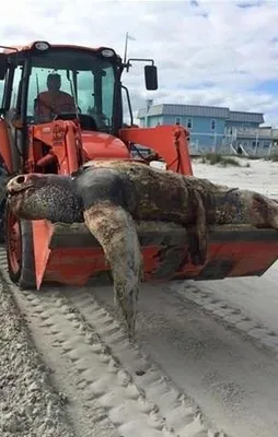 Canavar kıyıya vurdu! Görenler inanamadı