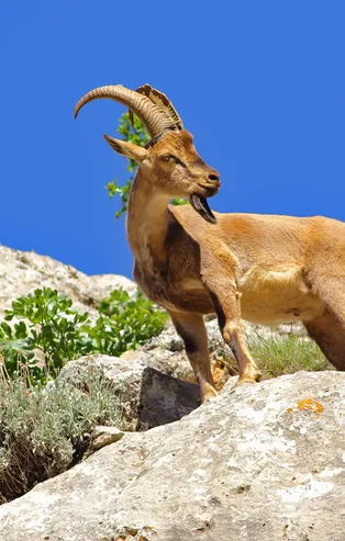 Rüyada yaban keçisi görmek ne anlama gelir?