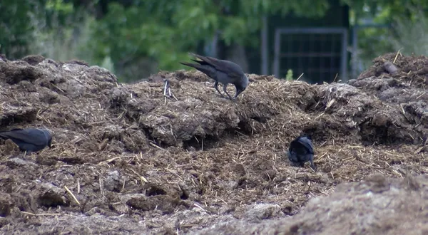 istanbulda-yeni-salgin-bati-nil-virusu-tespit-edildi-1622884828459.jpg İstanbul'da yeni salgın! Batı Nil Virüsü tespit edildi-4