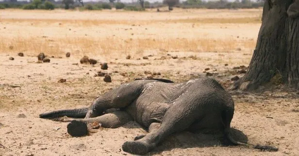 Zimbabve’de gizemli hastalıktan ölen fillerin sayısı 34’e yükseldi