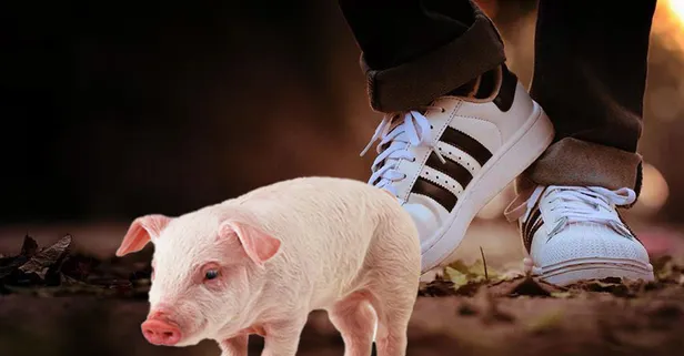 Adidas'a "domuz" derisi cezası! İşte o model