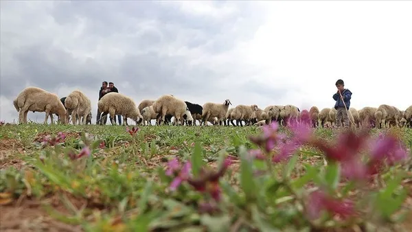 Maaşı 10 bin liraya çıkan çobanlığın yıldızı parladı! Samsun'da Sürü Yönetimi Kursu açıldı-3