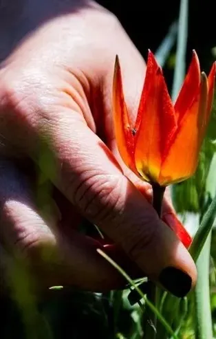 Manisa Lalesi koparana 109 bin lira ceza