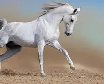 At, Türk’ün kanadıdır