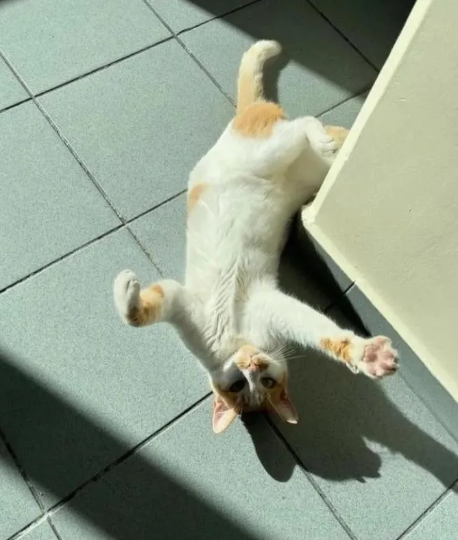 1711467228372.jpeg Kedi Eros'tan sonra bir vahşet daha | Cani öğretmen okulun kedisi Faruk'u 5. kattan attı! 2 bacağı kırıldı iç kanama geçirdi...-8