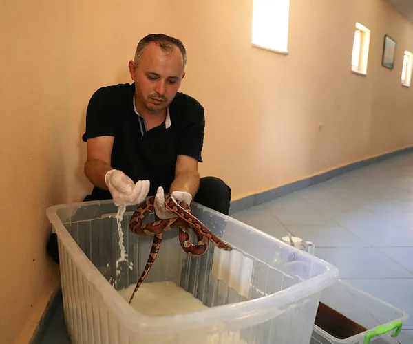 turkiyenin-en-buyuk-hayvanat-bahcesi-olan-gaziantep-hayvanat-bahcesinde-deri-degistiren-yilanlara-sut-banyosu-yaptiriliyor-1625128896825.jpg Türkiye'nin en büyük hayvanat bahçesi olan Gaziantep Hayvanat Bahçesi'nde deri değiştiren yılanlara süt banyosu yaptırılıyor-12