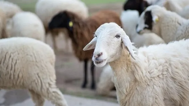 Kurban Bayramı ne zaman? 2021 Ramazan ve Kurban Bayramı tarihleri! 2021 Diyanet takvimi…-3