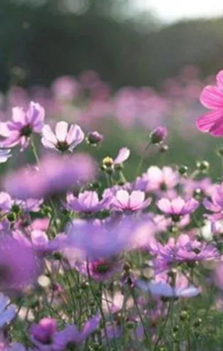 İlk cemre ne zaman, hangi tarihte düşecek? Cemre düşmesi nedir? Havaya, suya ve toprağa cemre hangi günler düşer?