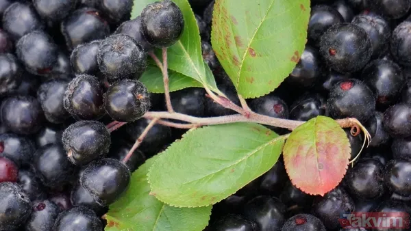 Süper meyveyle tanışın! Bilimsel olarak kanıtlanan aronya antibiyotik etkisiyle bağışıklığı güçlendiriyor - 4