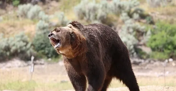 ruyada ayi gormek nasil yorumlanir ruyada ayi gormek ne anlama gelir takvim ruyada ayi gormek nasil yorumlanir ruyada ayi gormek ne anlama gelir takvim