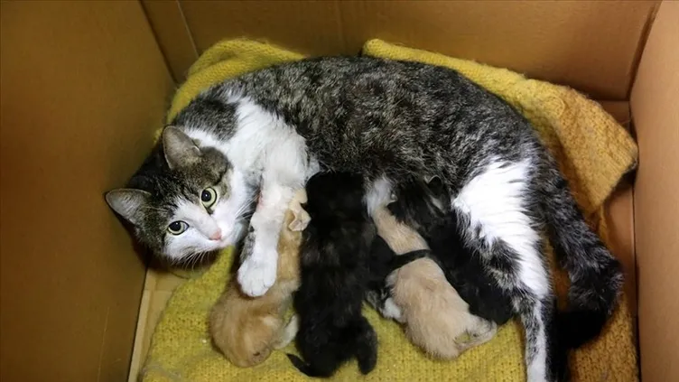 Eskişehir’de boş arsada 8 ölü kedi bulundu