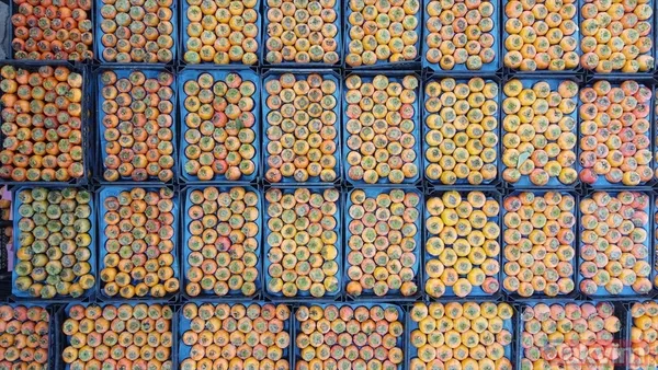 Cennet hurmasında yaş olanın fiyatı 6 kuru olanın fiyatı 50 TL! Almanlar kuru Ruslar yaş tercih ediyor - 10