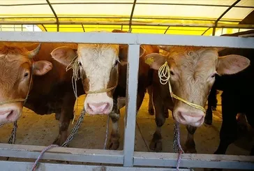 Hayvan pazarları kapatıldı mı, neden? Şap hastalığı nedir, insanlara bulaşır mı? Şap hastalığı belirtileri ve tedavisi