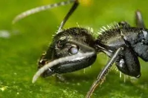 Karıncalar hakkında ne kadar bilginiz var?