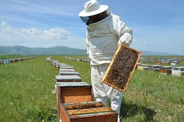 Türkiye arı popülasyonunda Çin'den sonra ikinci sırada!-2