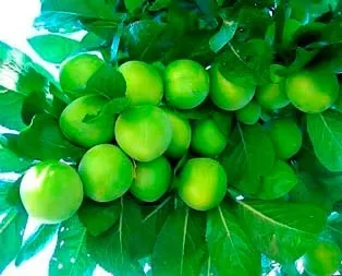 Erkenci erik ve nektarin yüz güldürdü