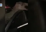 Araba çarpan devenin korku dolu anları