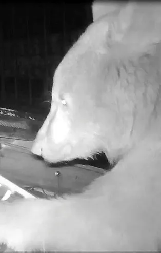 Trabzon'daki bu görüntü şaşkına çevirdi