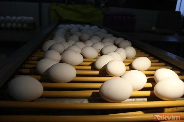 Yumurta kabuğunun faydaları nelerdir? Yumurta kabuğu neye iyi gelir?