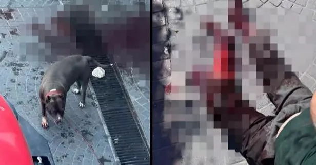 İstanbul'da başıboş pitbull dehşeti! Yaşlı adamın ayağını parçaladı: Sokak kan gölüne döndü