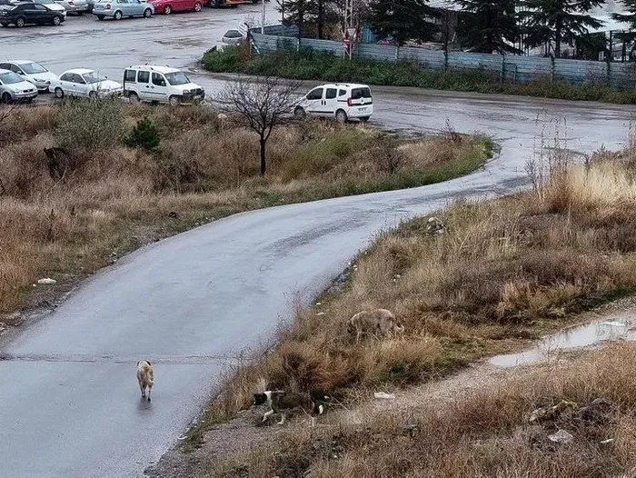 1702281618650.jpeg Sokak köpeklerinin saldırısına uğrayan Tunahan Yılmaz'ın babası oğlunun sağlık durumunu açıkladı-7