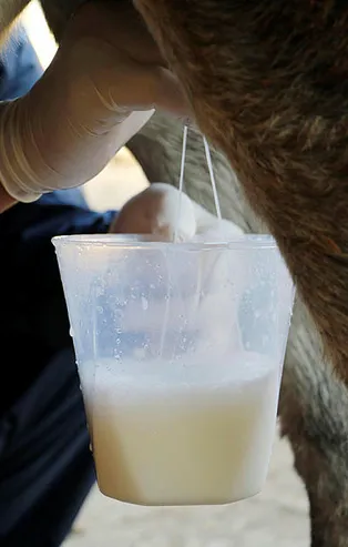 Şifa deposu diye litresi 100 liradan satılıyordu, hiçbir şeye faydası olmadığı ortaya çıktı! Eşek sütünde ölüm riski