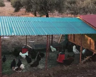 Rüyada kümes görmek ne anlama gelir?