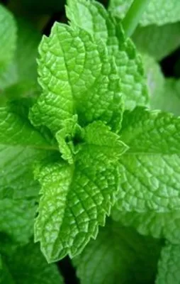 Şişen ayaklara nane serinliği