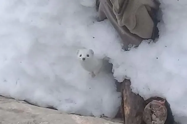 Tunceli'de 'beyaz gelincik' görüntülendi