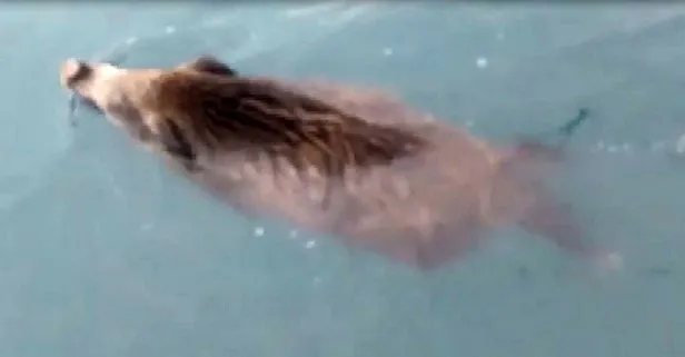 Van Gölü Canavarı yaban domuzu olabilir mi? Yüzerken görüldü