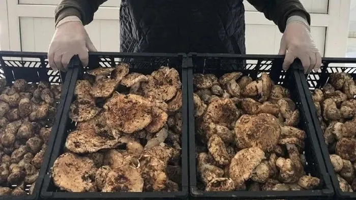 Deli gibi satıyor! Köylüler milyonlar kazanıyor! Japonlar sırada bekliyor-3