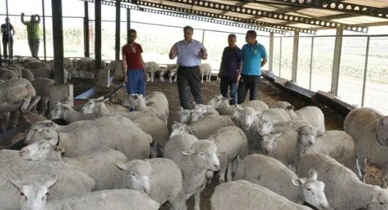 Ziraat Bankası küçükbaş hayvan kredisi şartları Şubat 2021! Koyun kredisi veren bankalar…-8