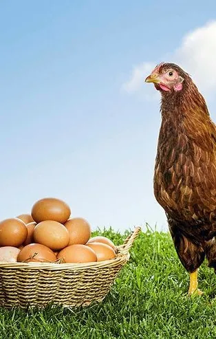 Ticaret Bakanlığı harekete geçti! Gezen tavuğun foyası ortaya çıktı