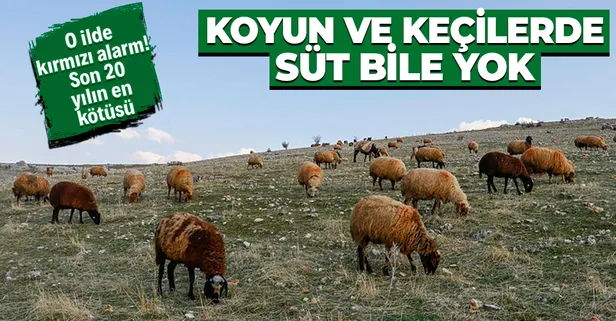 Alarm zilleri çalıyor! Mardin son 20 yılın en kurak dönemini yaşıyor