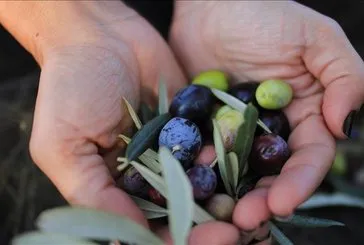 Zeytin yaprağının faydaları nelerdir?