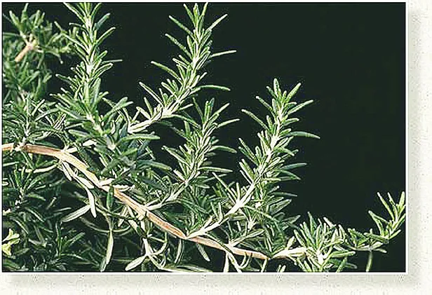 yastiginizin-altina-sadece-1-tutam-koyun-sabah-kalktiginizda-hafizaniz-fisek-gibi-calisacak-1696187132406.jpg Sabah kalktığınızda hafızanız fişek gibi çalışacak! Yastığınızın altına sadece 1 tutam koyun-2